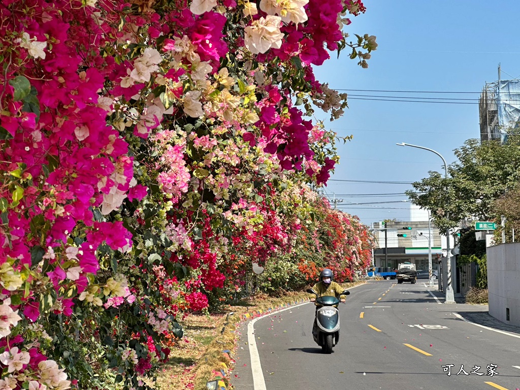 田中花卉廊道，九重葛花牆