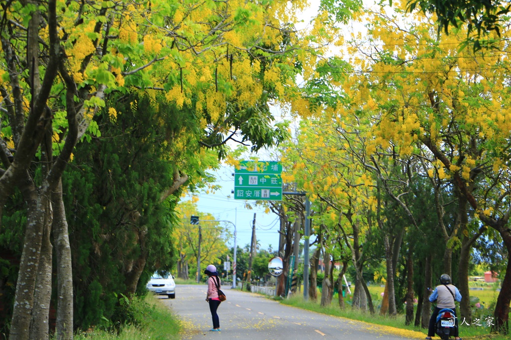 2020大山宮阿勃勒