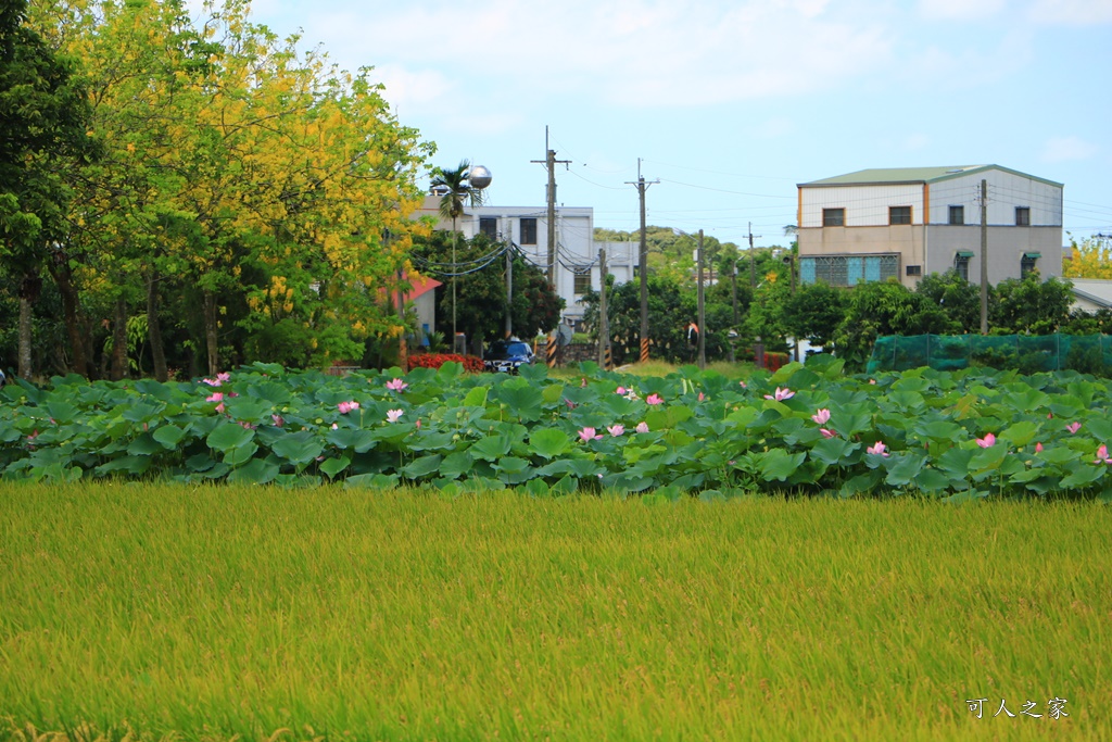 2020大山宮阿勃勒