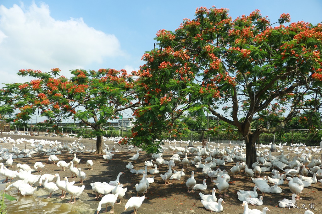 鵝童樂園鳳凰花