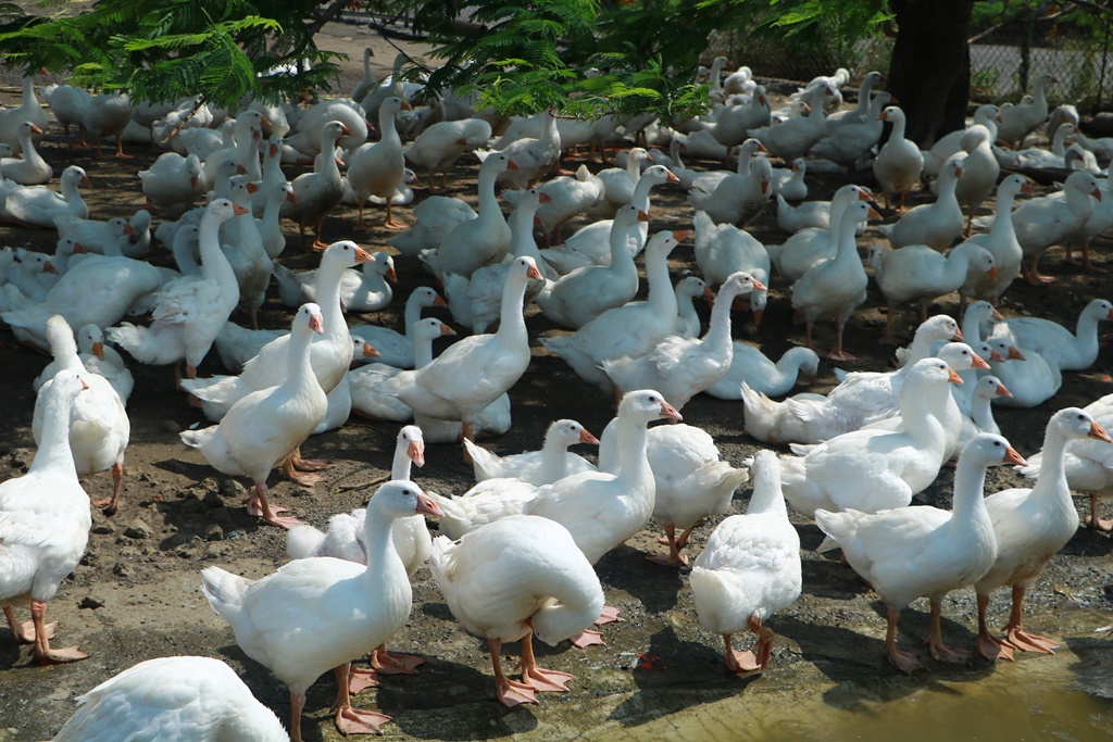 鵝童樂園鳳凰花