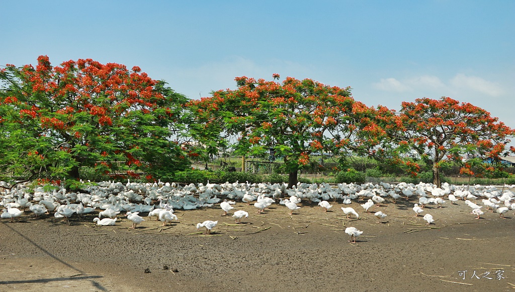 鵝童樂園鳳凰花