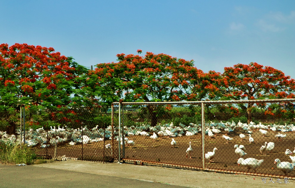 鵝童樂園鳳凰花