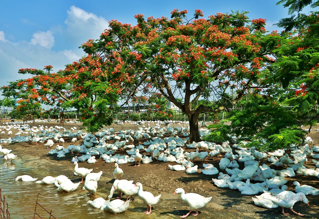 鵝童樂園鳳凰花