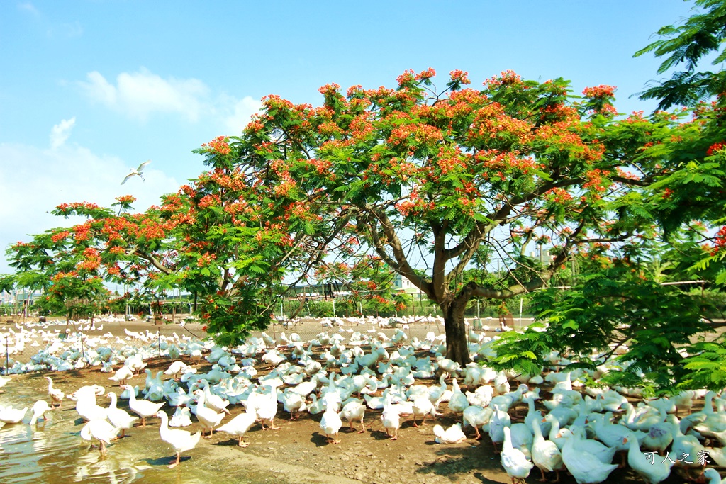 鵝童樂園鳳凰花