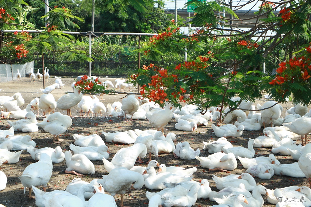 鵝童樂園鳳凰花