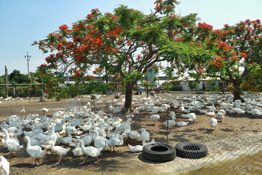 鵝童樂園鳳凰花