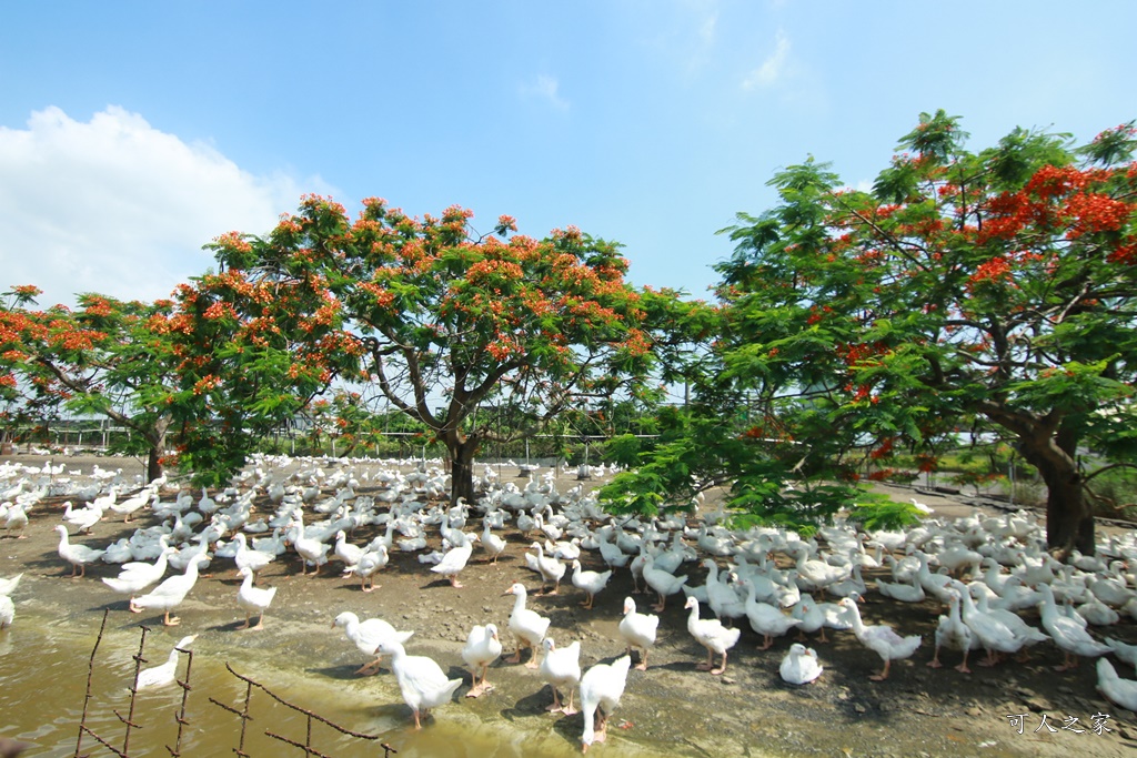 鵝童樂園鳳凰花