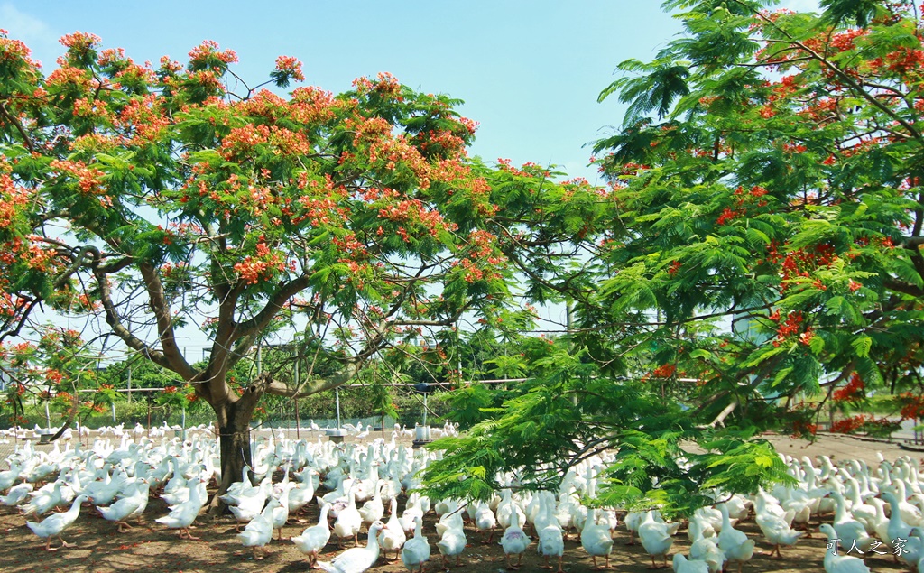 鵝童樂園鳳凰花