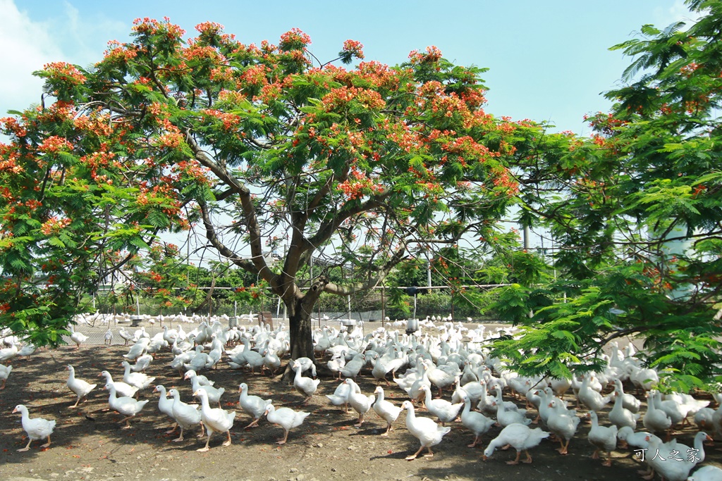 鵝童樂園鳳凰花