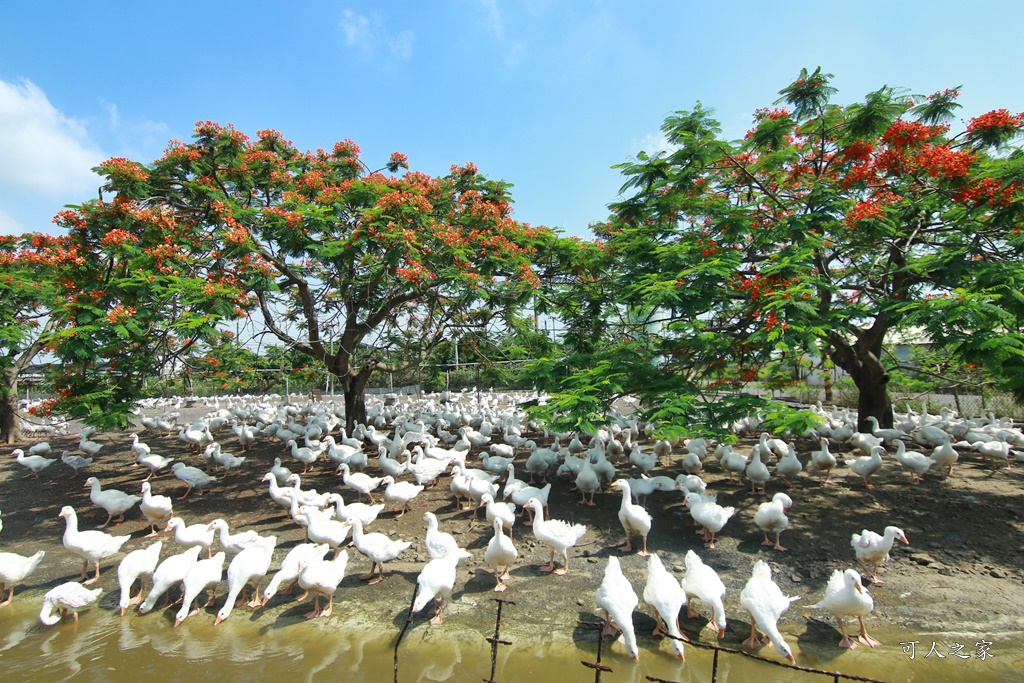 鵝童樂園鳳凰花