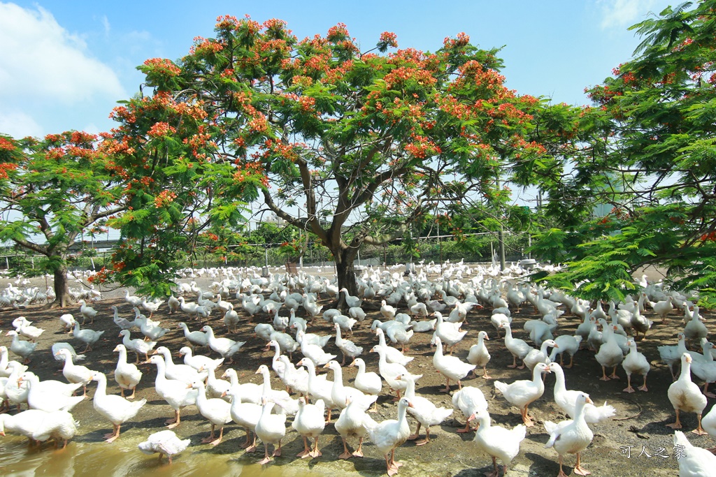 鵝童樂園鳳凰花