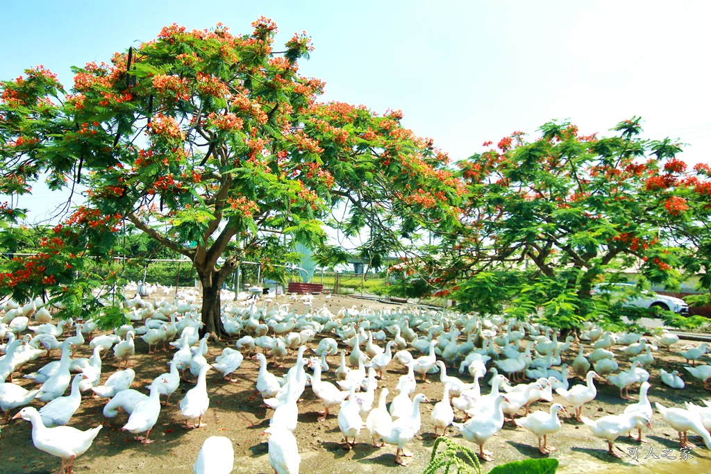 鵝童樂園鳳凰花