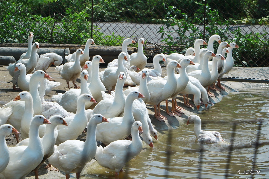 鵝童樂園鳳凰花