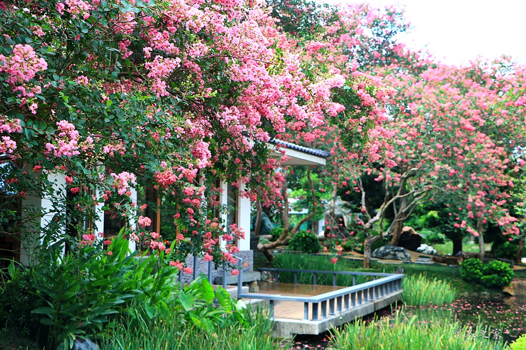 銘園庭園美術館小花紫薇