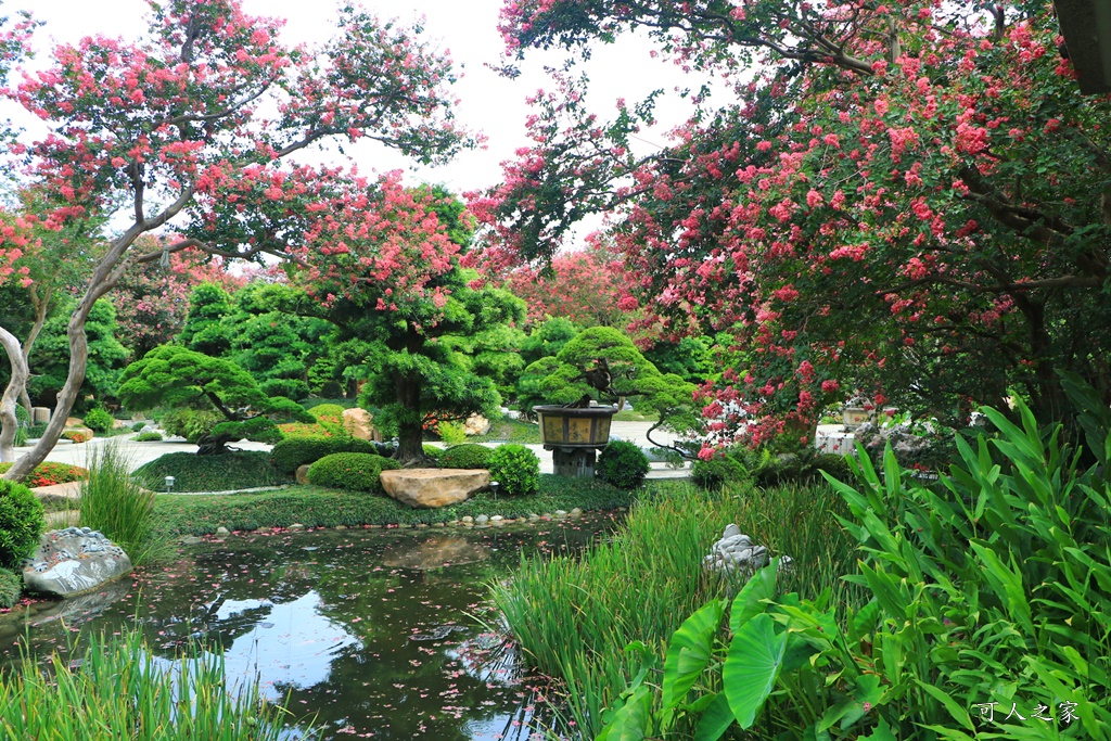 銘園庭園美術館小花紫薇