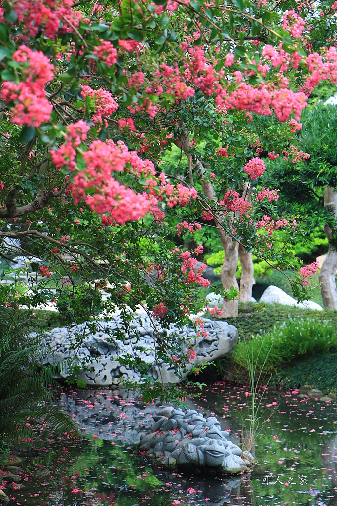 銘園庭園美術館小花紫薇