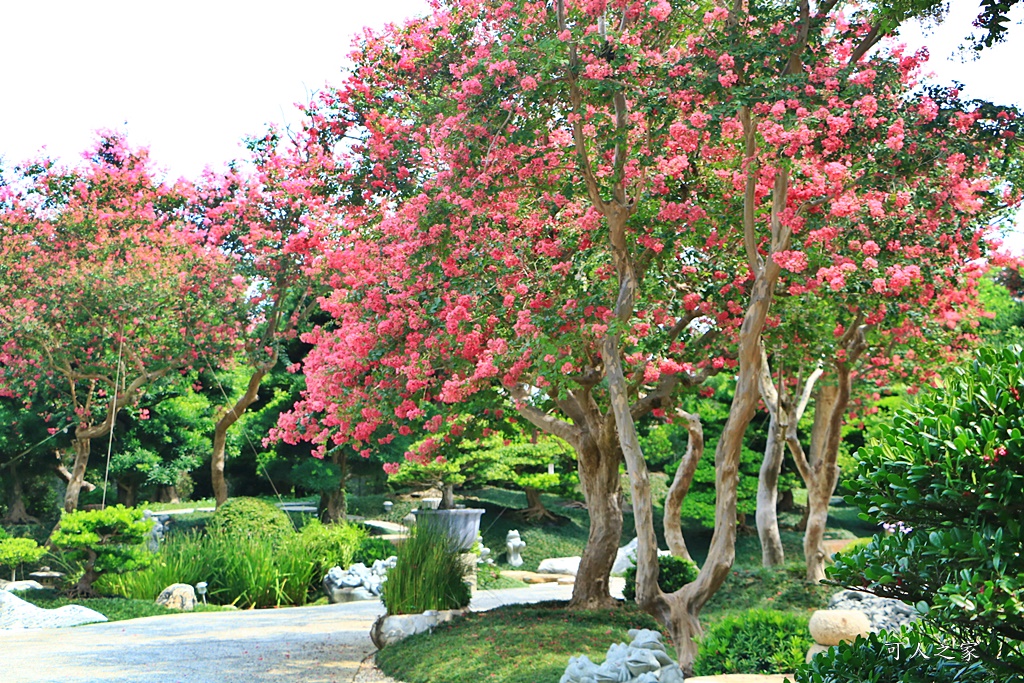 銘園庭園美術館小花紫薇