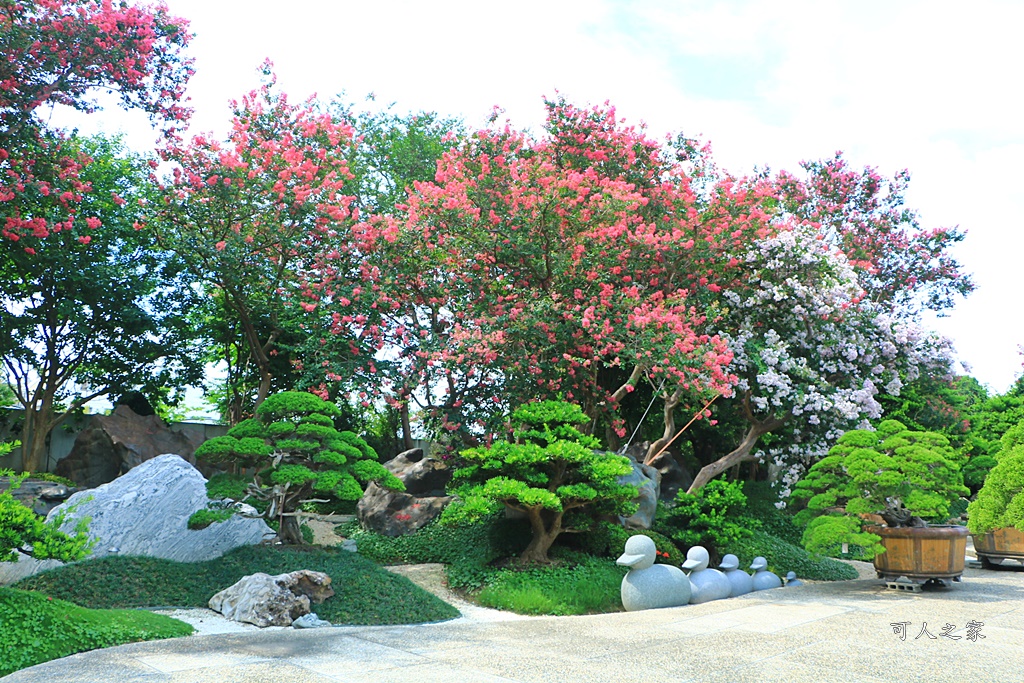 銘園庭園美術館小花紫薇