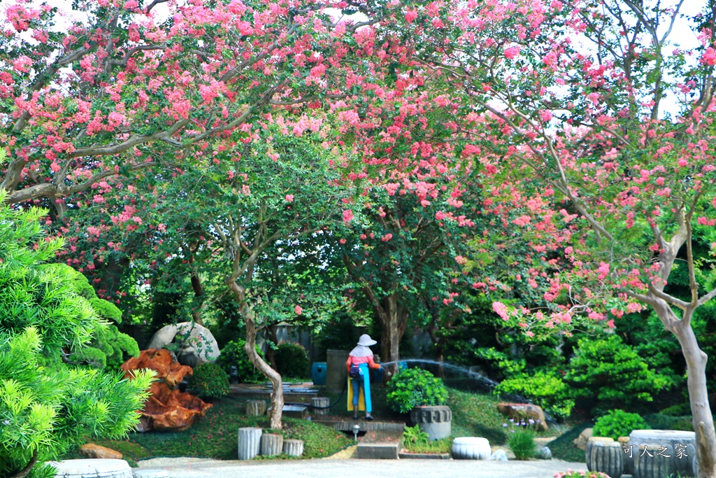 銘園庭園美術館小花紫薇