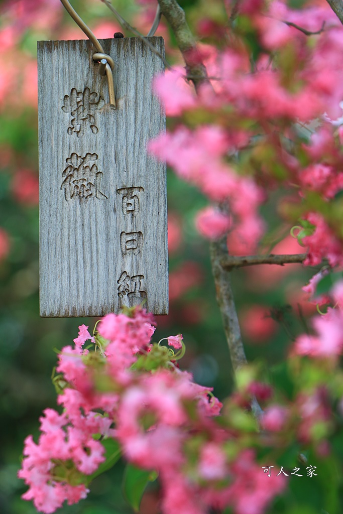 銘園庭園美術館小花紫薇