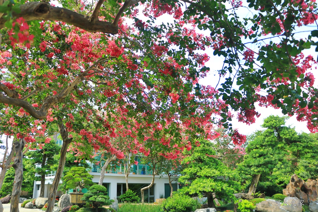 銘園庭園美術館小花紫薇