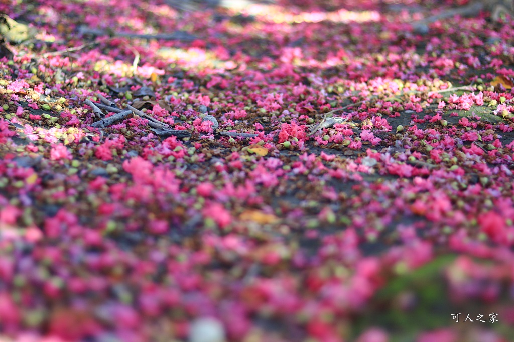 田中小花紫薇秘境