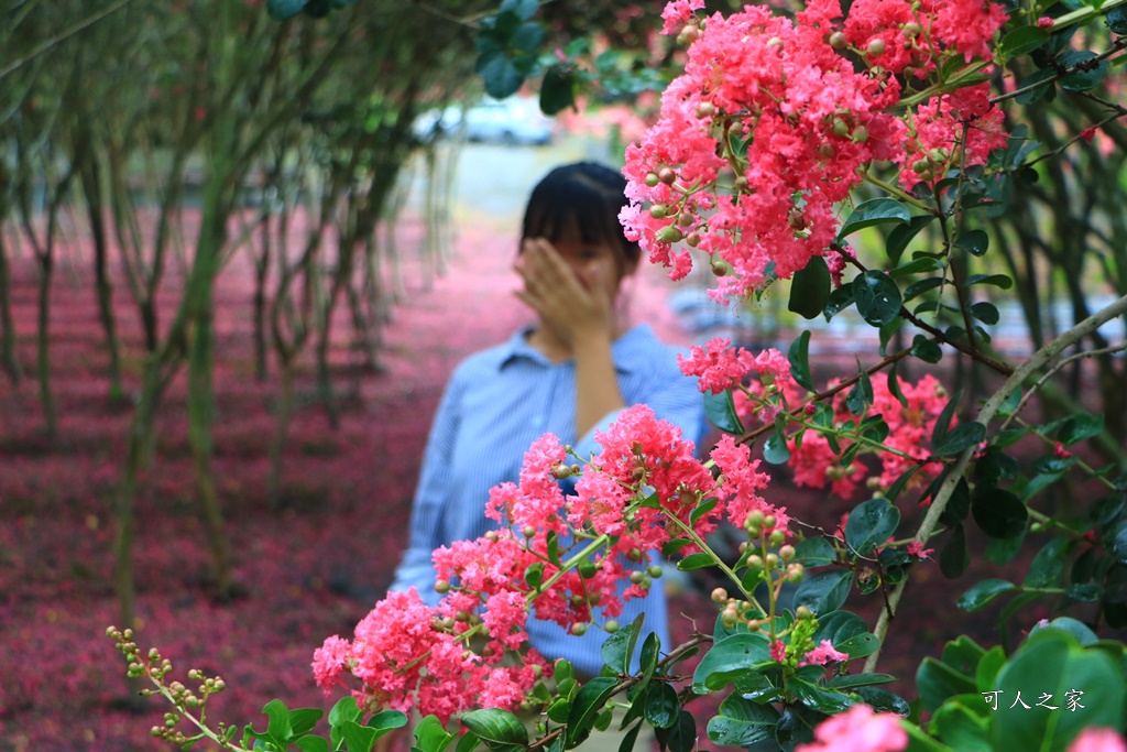 田中小花紫薇秘境