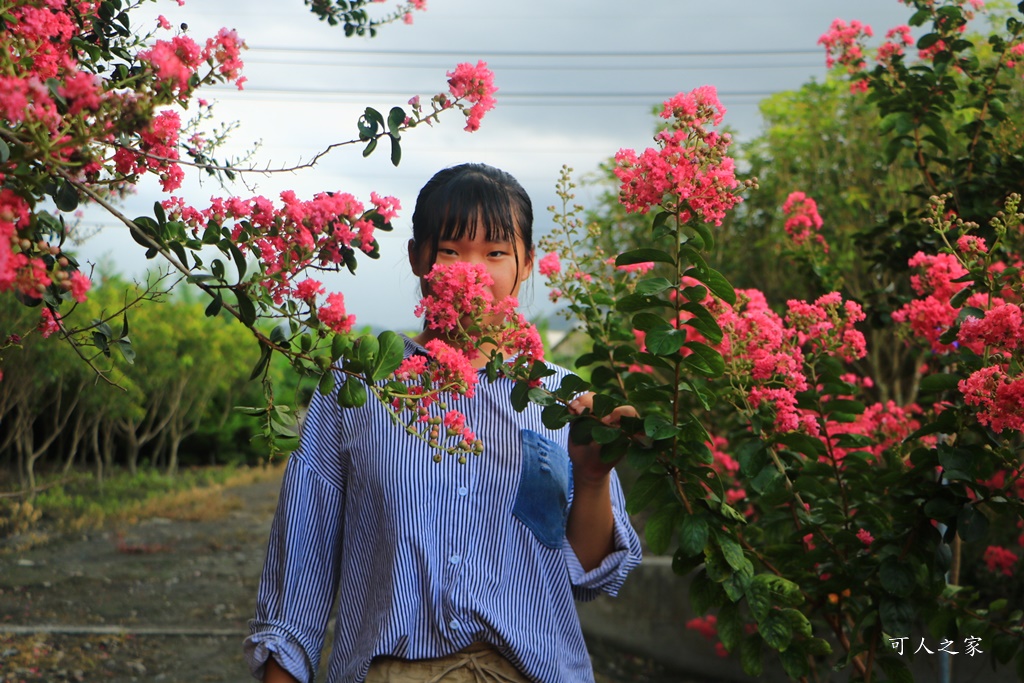 田中小花紫薇秘境