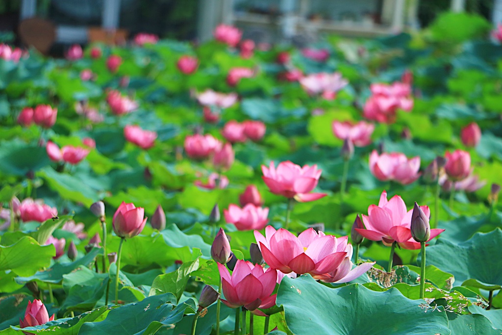 心田花園