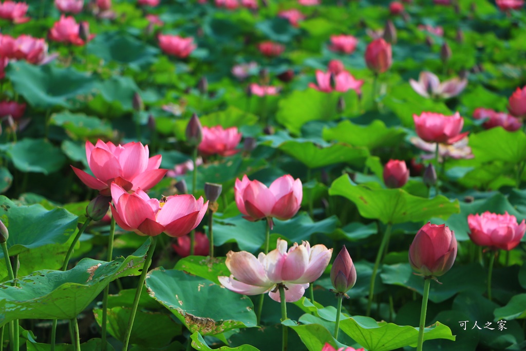 心田花園