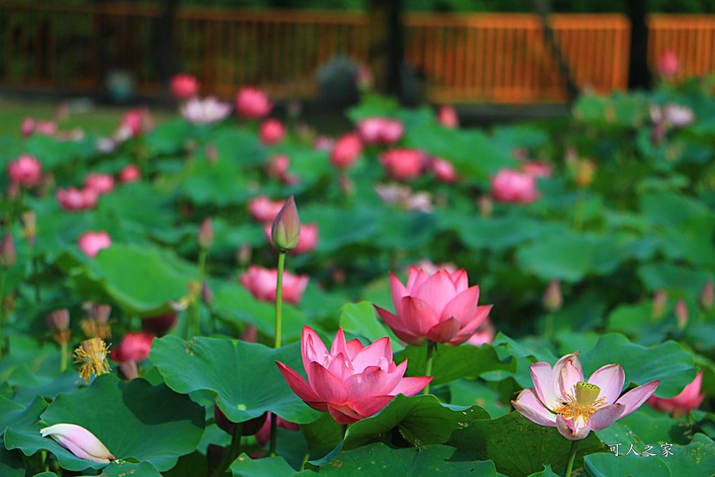 心田花園