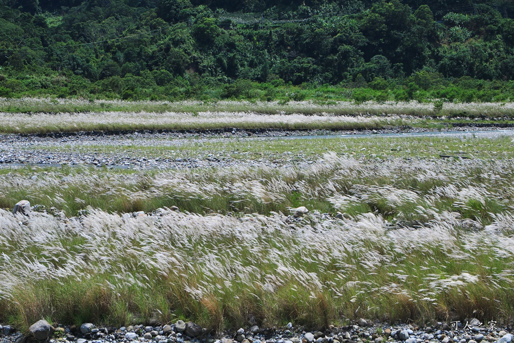 大安溪甜根子草