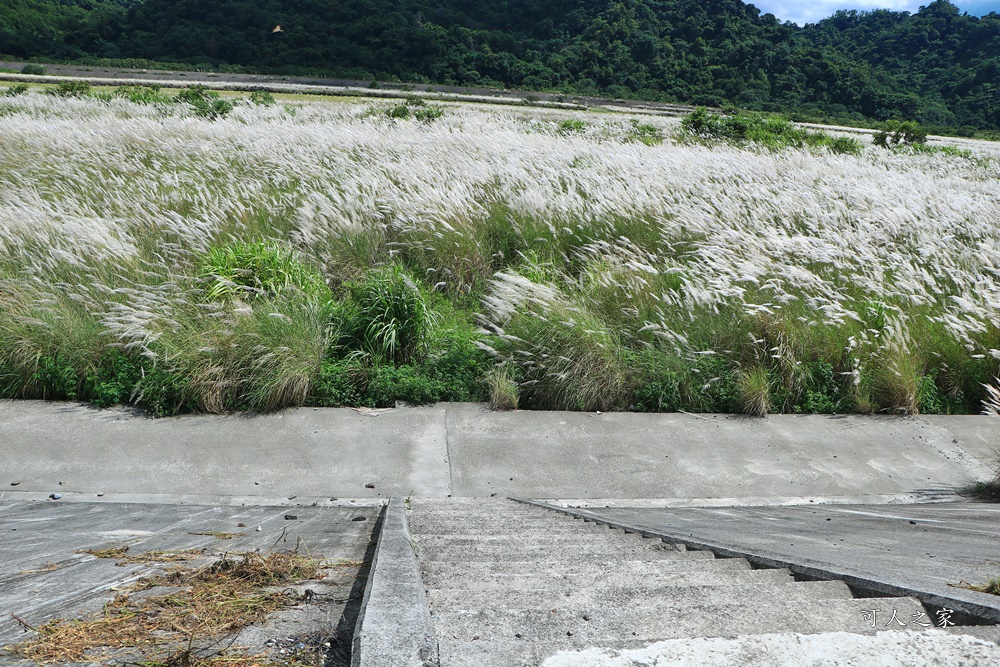 大安溪甜根子草