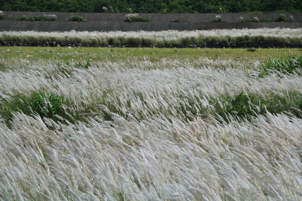 大安溪甜根子草