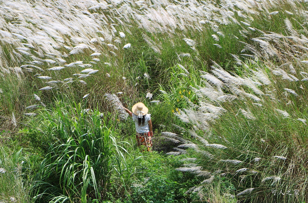 大安溪甜根子草