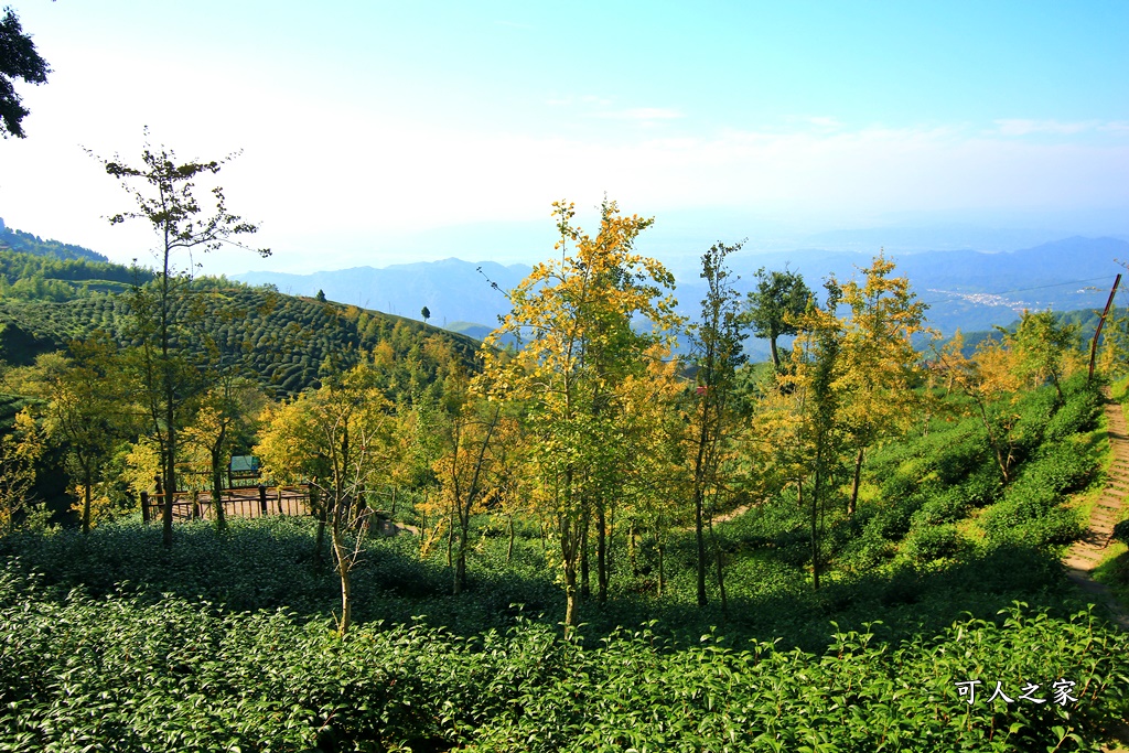 武岫農圃、大崙山觀景台、銀杏森林