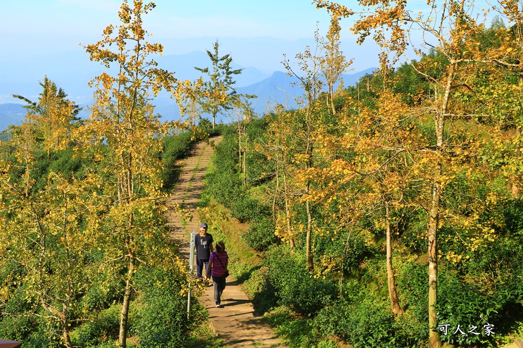 武岫農圃、大崙山觀景台、銀杏森林