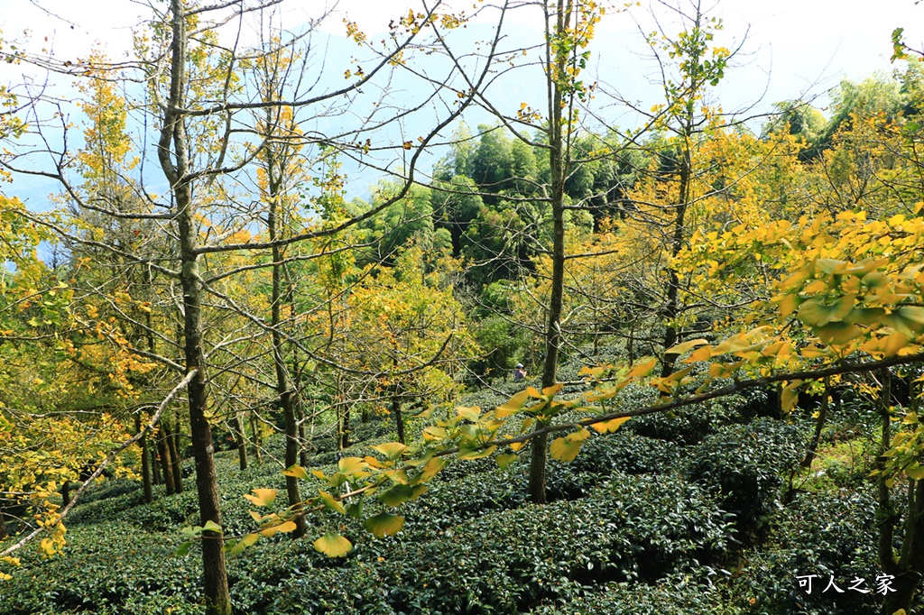 武岫農圃、大崙山觀景台、銀杏森林