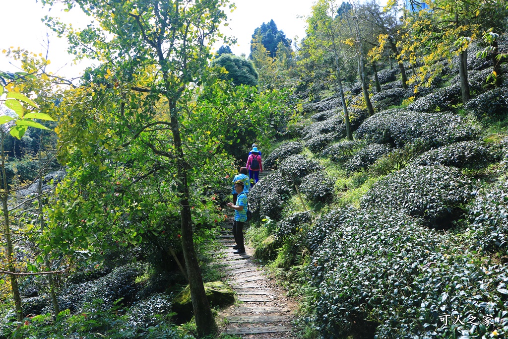 武岫農圃、大崙山觀景台、銀杏森林