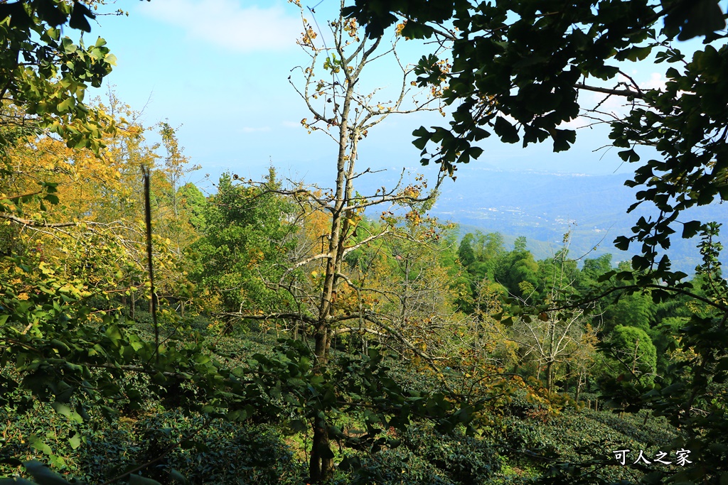 武岫農圃、大崙山觀景台、銀杏森林