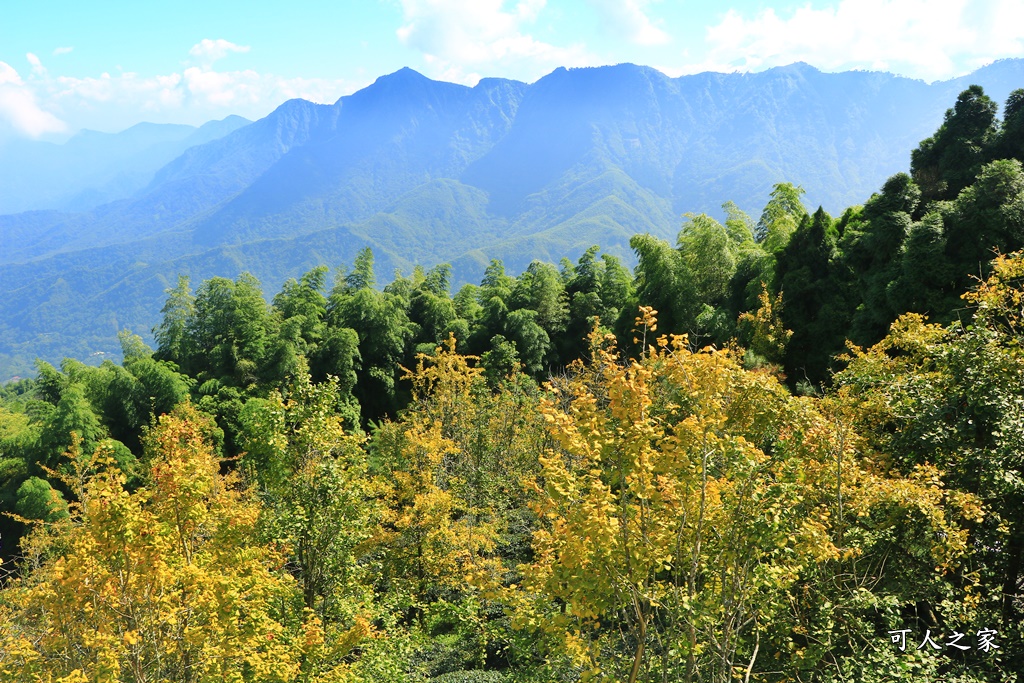 武岫農圃、大崙山觀景台、銀杏森林