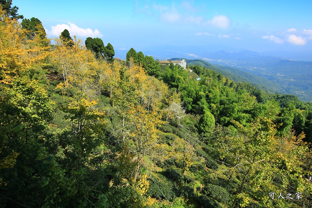 武岫農圃、大崙山觀景台、銀杏森林