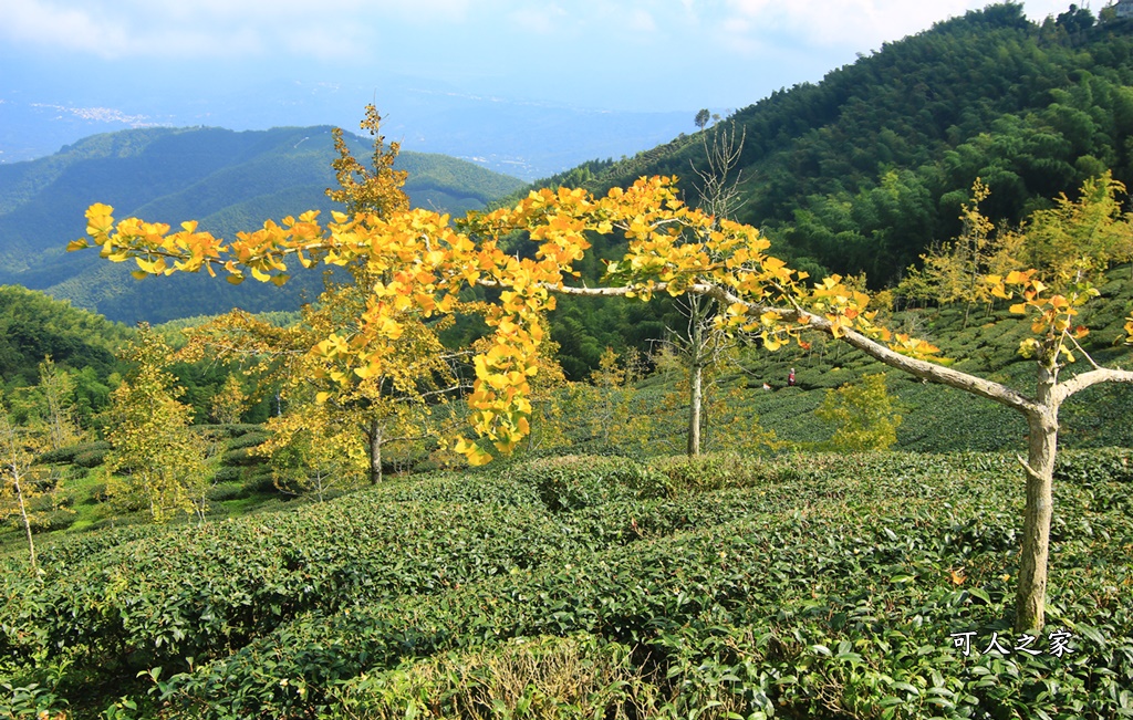 武岫農圃、大崙山觀景台、銀杏森林