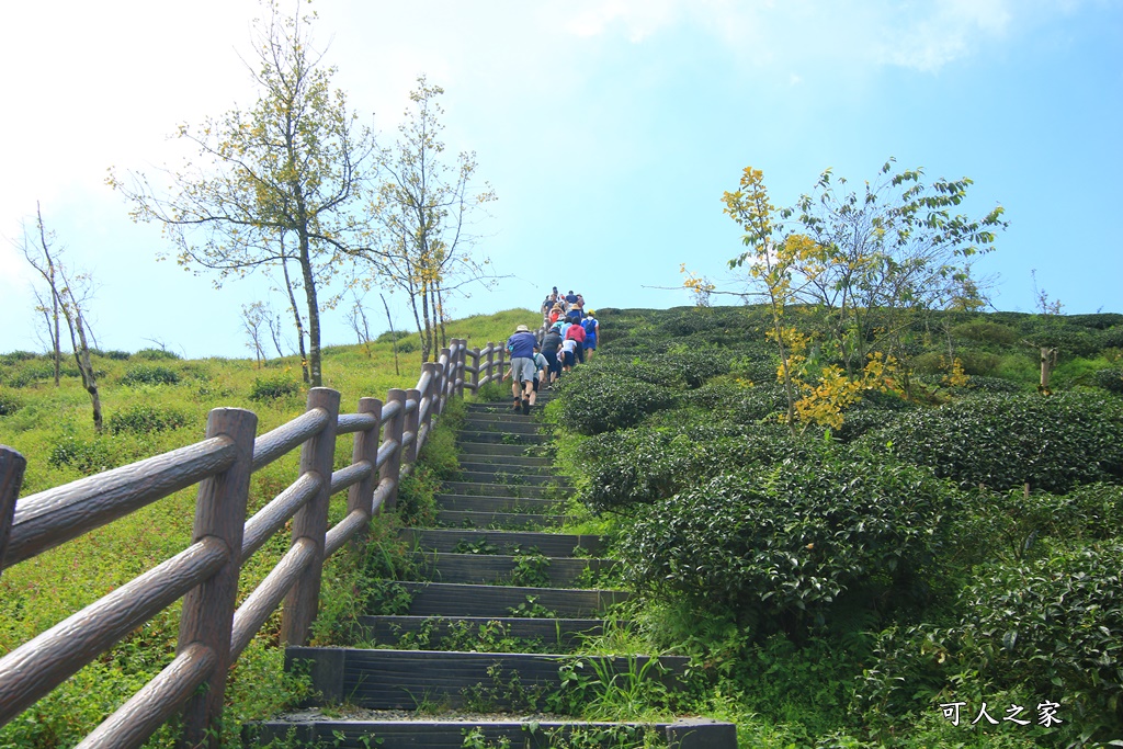 武岫農圃、大崙山觀景台、銀杏森林