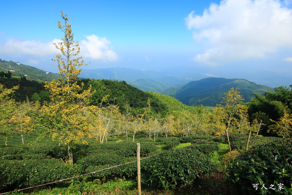 武岫農圃、大崙山觀景台、銀杏森林