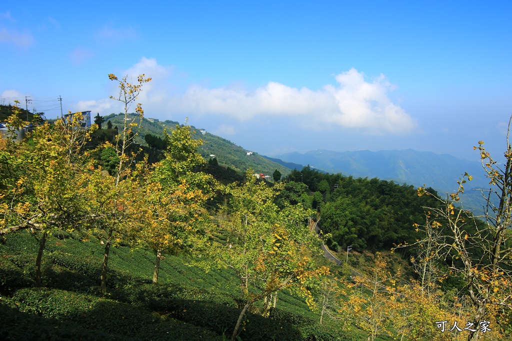 武岫農圃、大崙山觀景台、銀杏森林