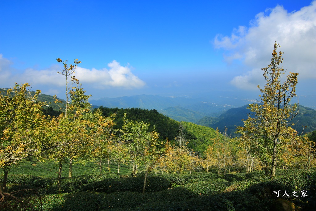 武岫農圃、大崙山觀景台、銀杏森林