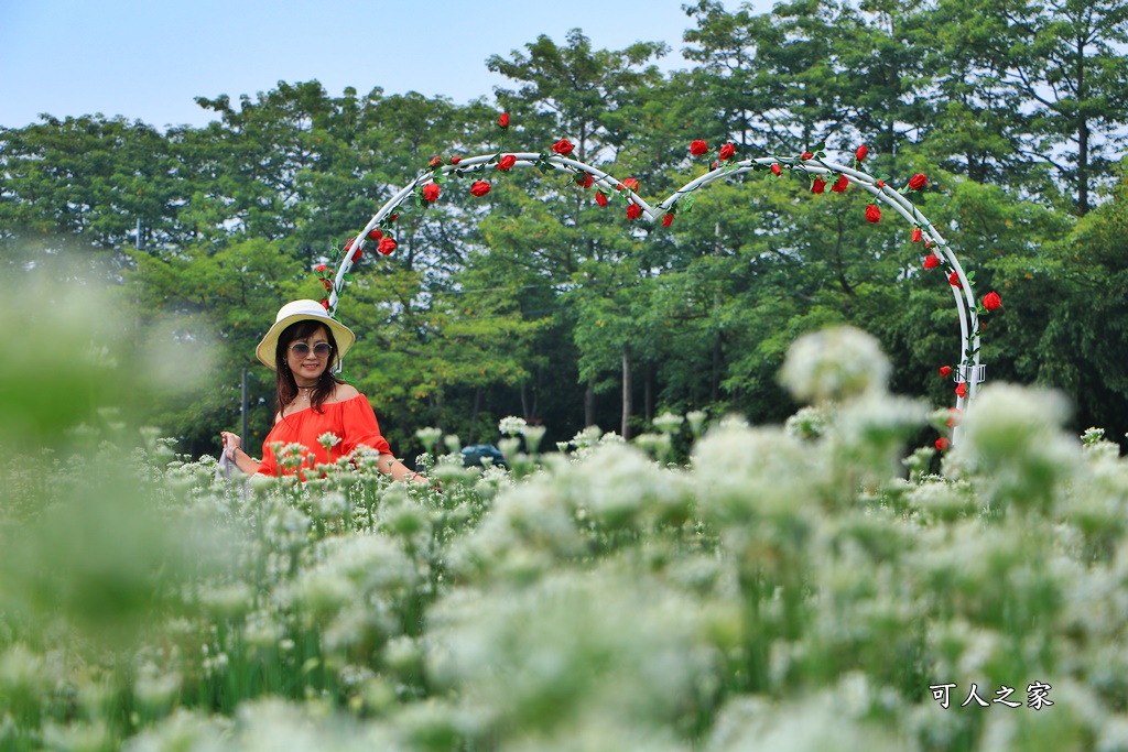 2020彰化韭菜花,彰化埤頭韭菜花海,彰化花海