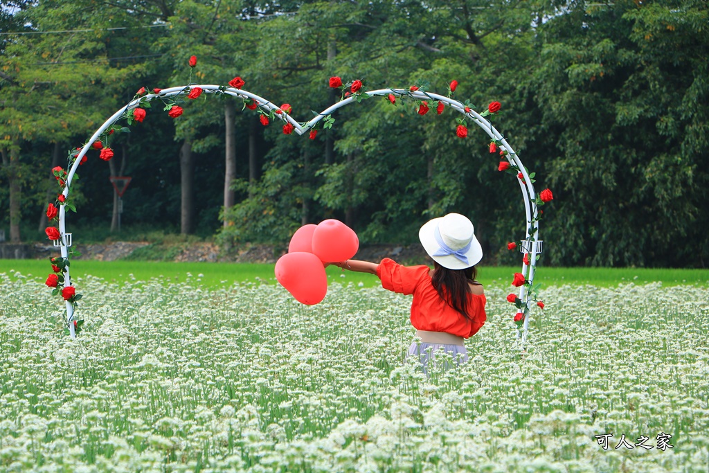 2020彰化韭菜花,彰化埤頭韭菜花海,彰化花海